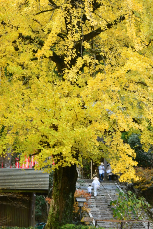 境内の風景