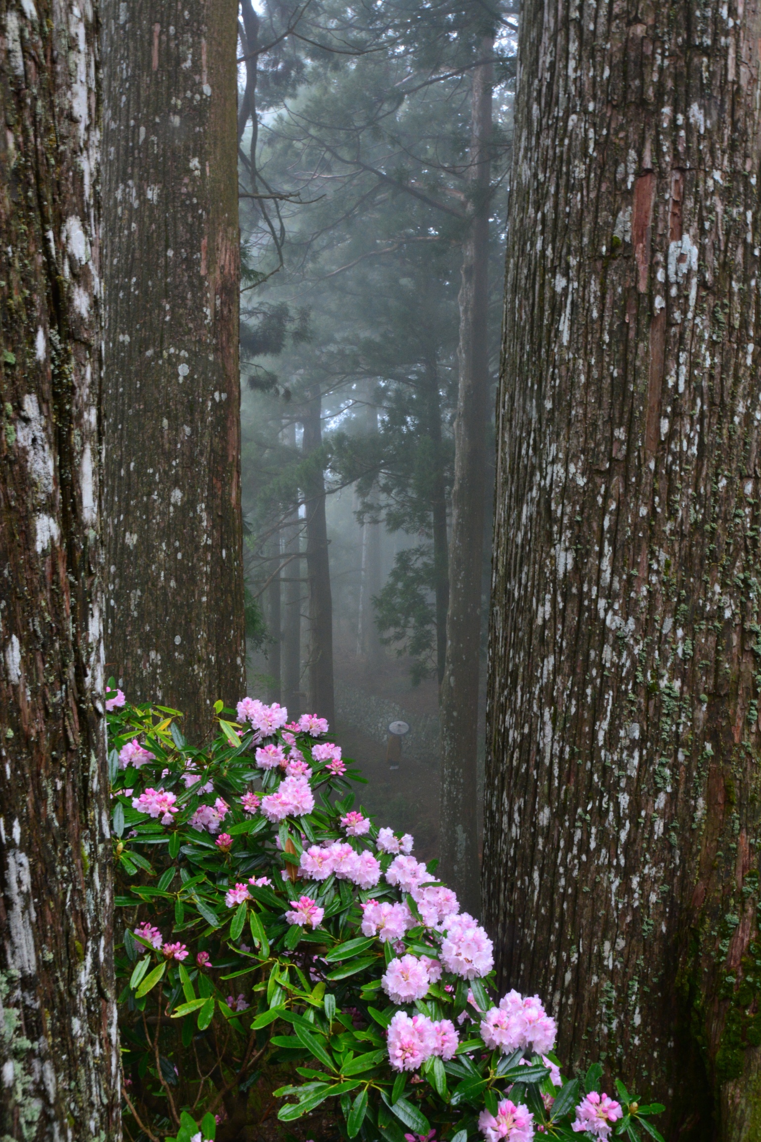 境内の風景